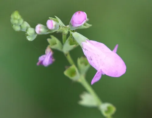 Slender False Dragonhead — photo by Lindsey Smith