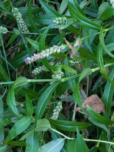 Ledingham's False Dragonhead