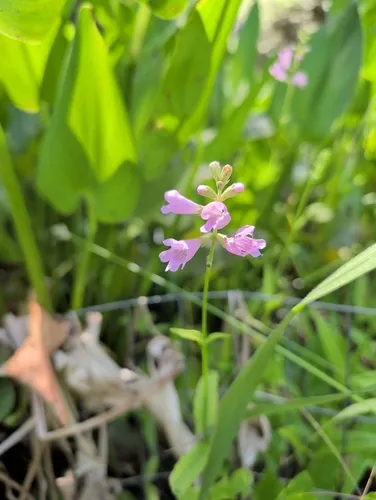 Slenderleaf False Dragonhead — photo by Amy Padgett