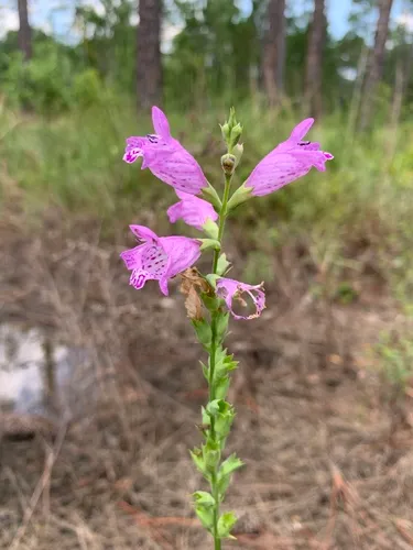 Longsepal False Dragonhead