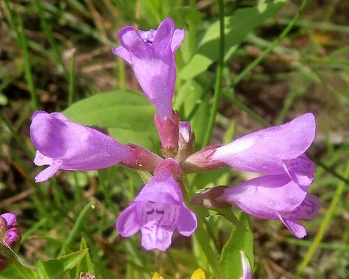 Western False Dragonhead — photo by Doug Smith