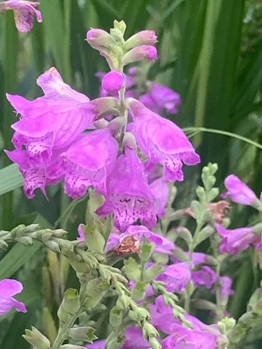 Showy False Dragonhead — photo by Jim Frisinger