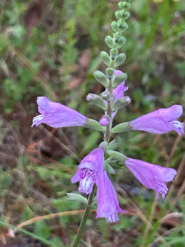 Eastern False Dragonhead
