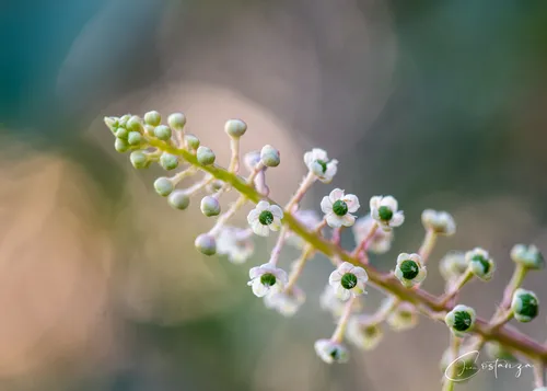 American Pokeweed