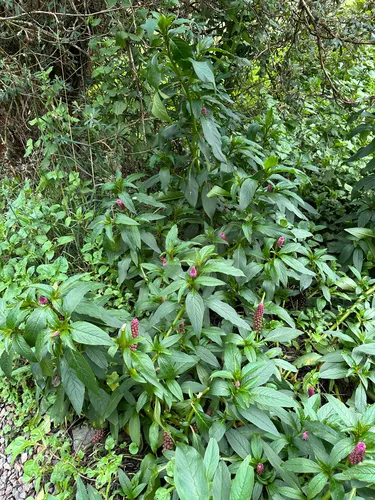 Southern Pokeweed