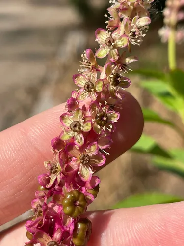Mexican Pokeweed