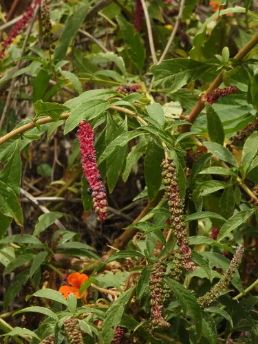 Tropical Pokeweed — photo by sglevanik