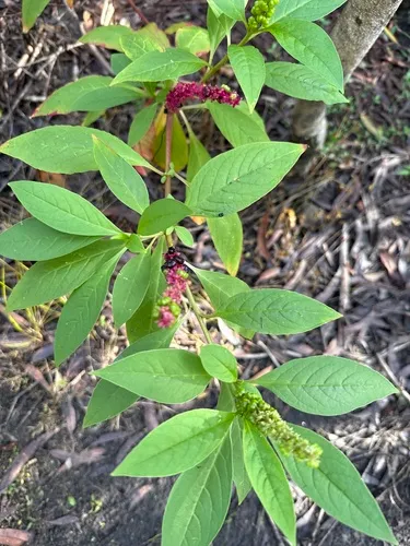 Red Inkplant