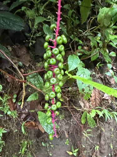 Venezuelan Pokeweed
