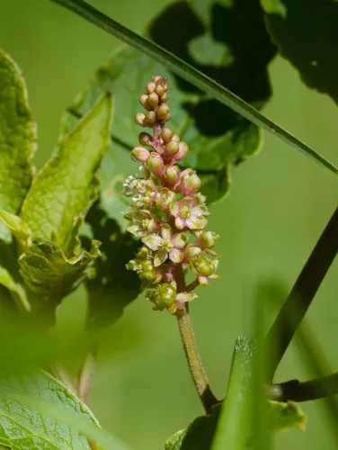 Hawai'i Pokeweed