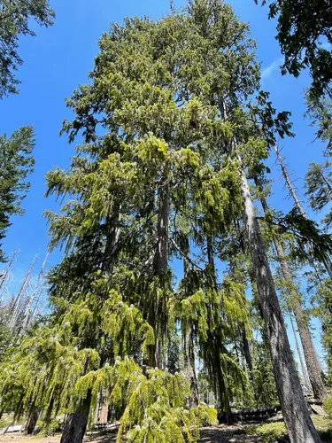 Brewer Spruce