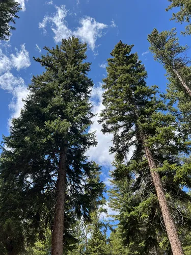 Engelmann Spruce — photo by loraginnetti