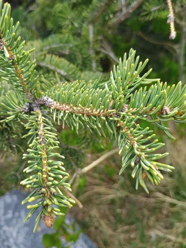White Spruce — photo by emw1