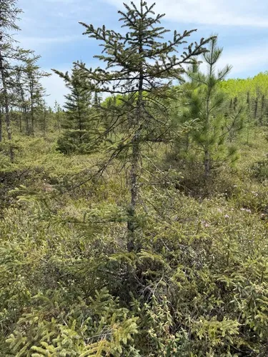 Black Spruce