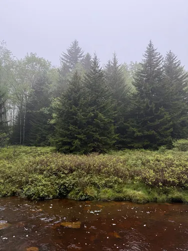 Red Spruce