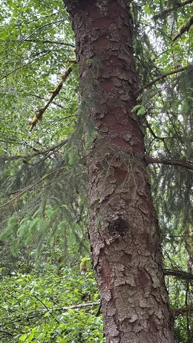 Sitka Spruce