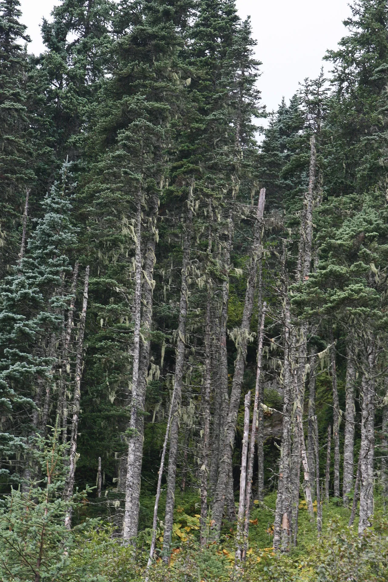 Hybrid Spruce