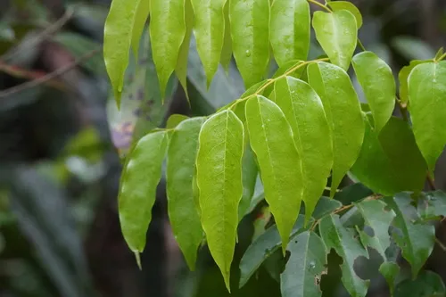 Florida Bitterbush