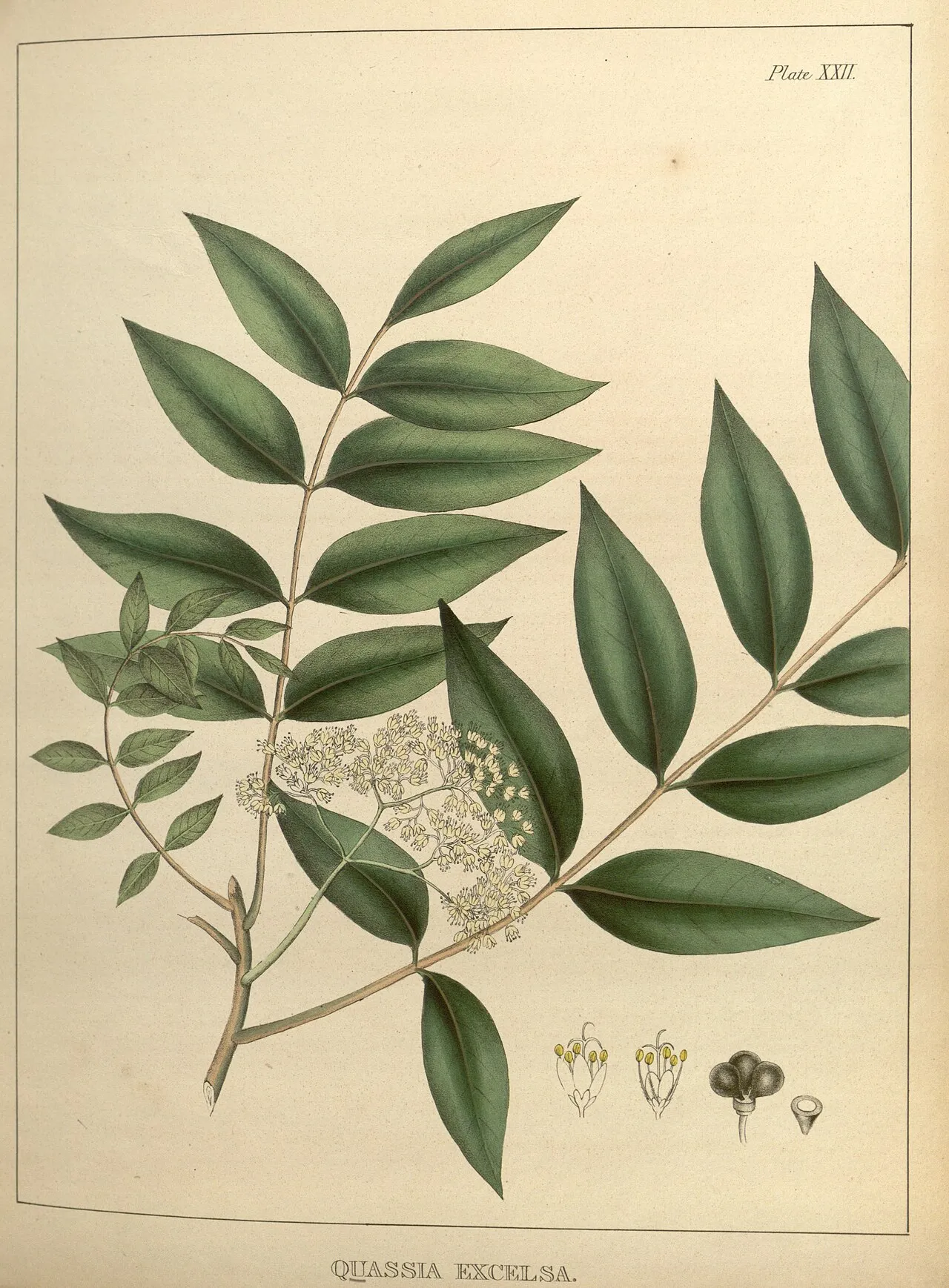 Bitterwood — photo by Carson, Joseph; Colen, J. H.; Robert P. Smith.