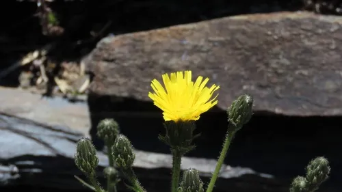 Hawkweed Oxtongue