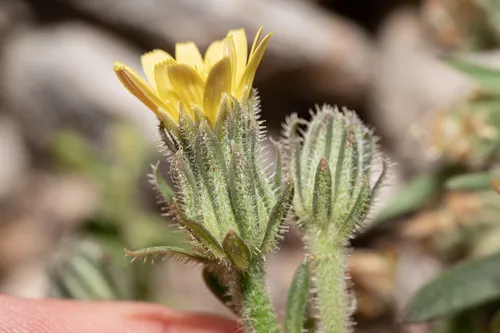 Smallflower Oxtongue