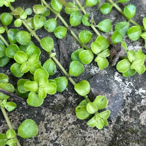 Depressed Clearweed — photo by 洪阿愷