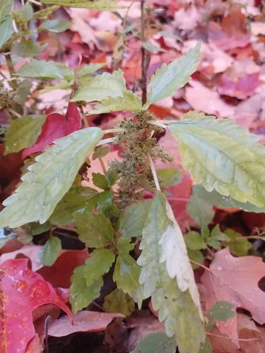 Lesser Clearweed