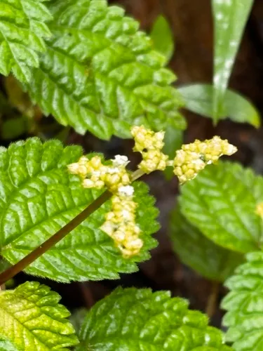 West Indian Clearweed — photo by ihavejelly