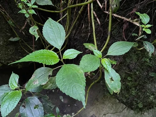 Puerto Rico Clearweed — photo by Steve Maldonado Silvestrini