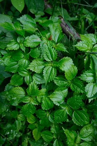 Canadian Clearweed