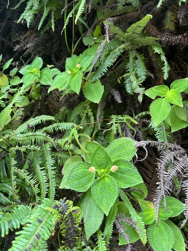 Mountain Clearweed — photo by Roqui Bello