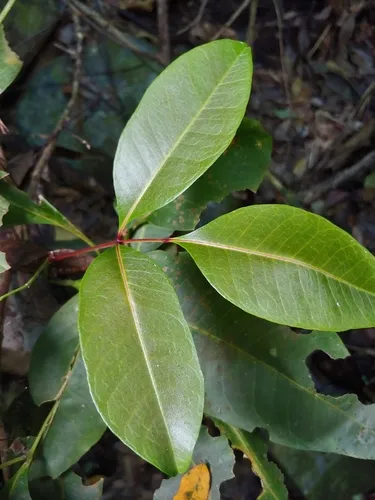 Aceitillo — photo by Kurt Miller