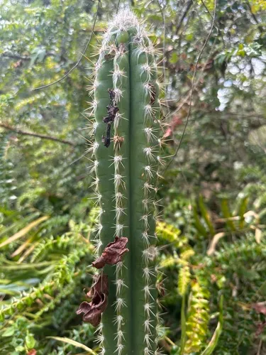 Deering's Tree Cactus — photo by indrchn