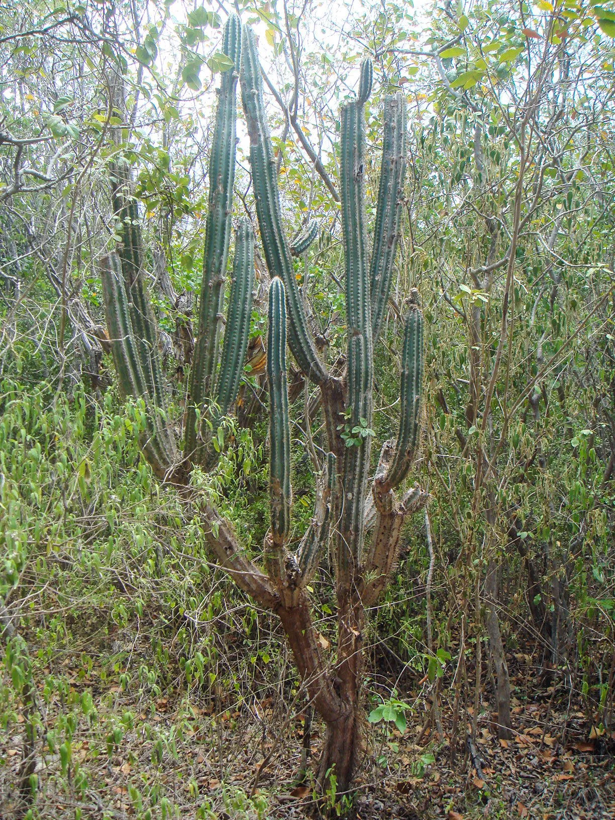 Royen's Tree Cactus