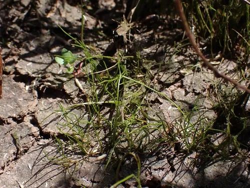 American Pillwort — photo by Richard Hasegawa