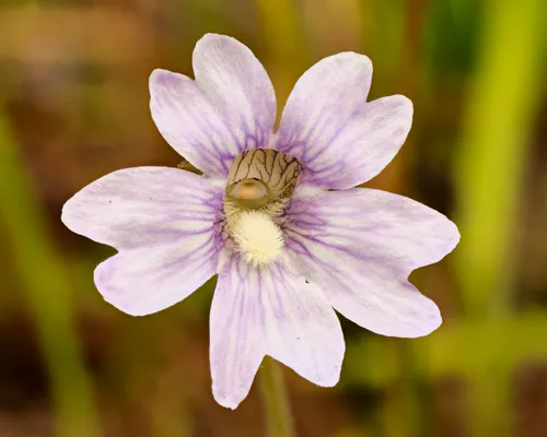 Blueflower Butterwort