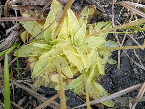 Violet Butterwort — photo by Chris Roberts