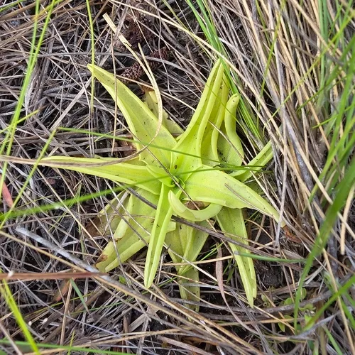 Yellow Butterwort — photo by Dennis Mayo