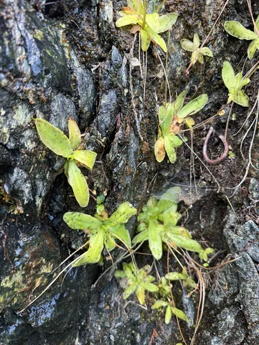California Butterwort