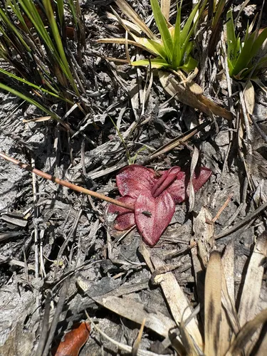 Chapman's Butterwort