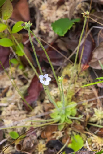 Small Butterwort