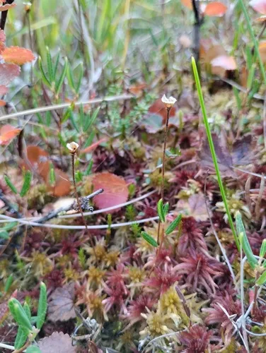 Hairy Butterwort