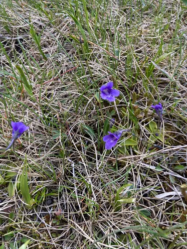 Common Butterwort