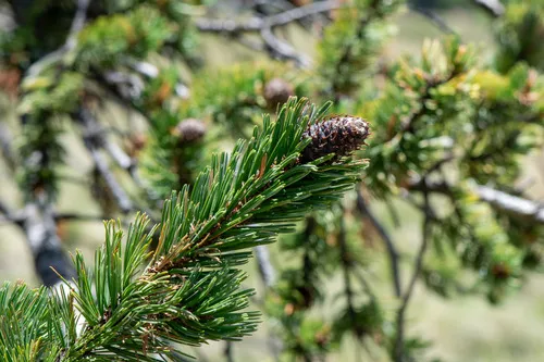 Bristlecone Pine