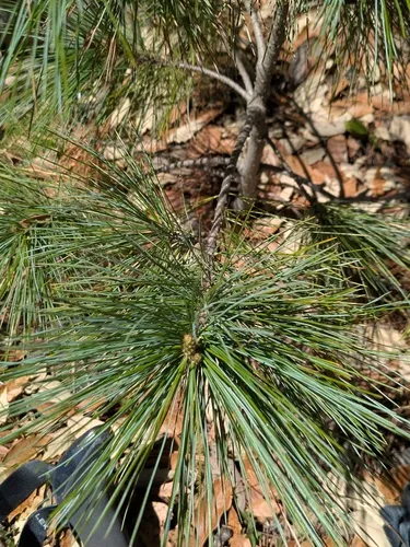 Arizona Pine