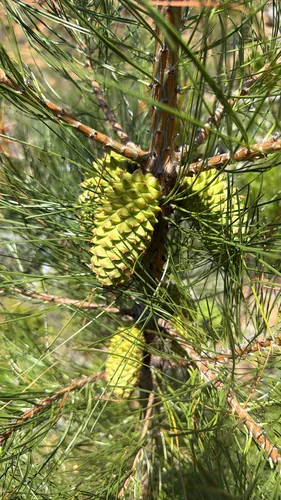 Knobcone Pine