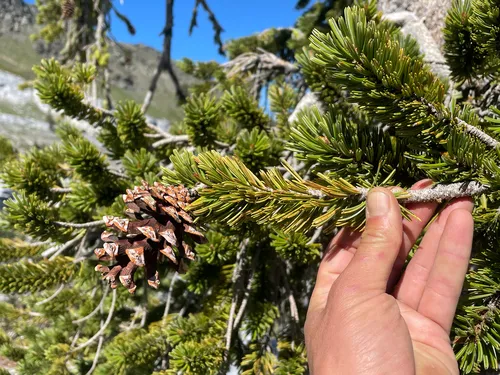 Foxtail Pine — photo by Christian Schwarz