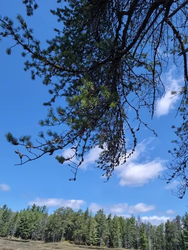 Jack Pine — photo by rohwenmurphy