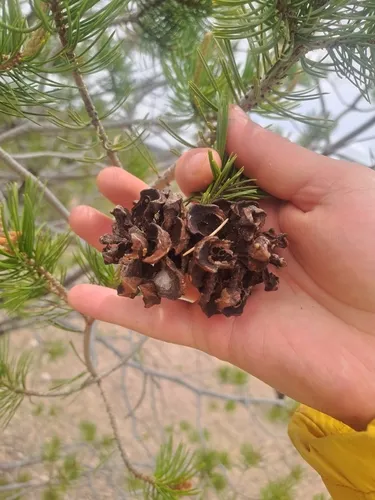 Mexican Pinyon — photo by Lilia
