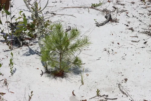 Sand Pine — photo by LW Ridge